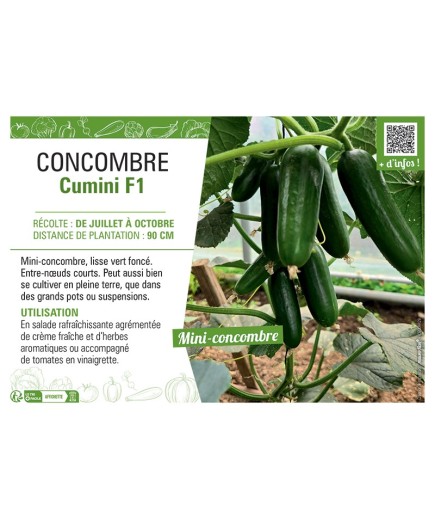 CONCOMBRE CUMINI F1