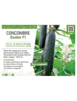 CONCOMBRE DASHER F1