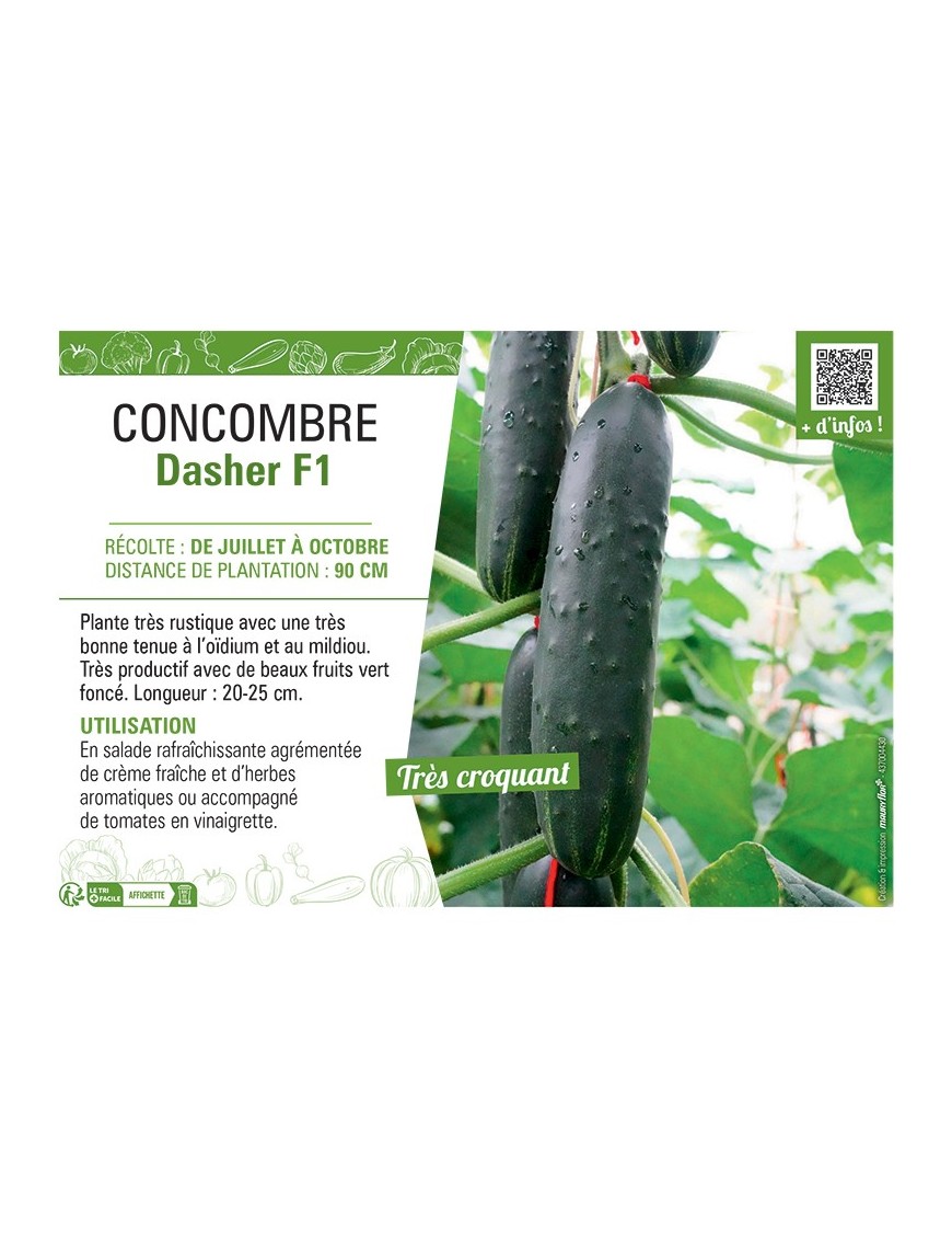 CONCOMBRE DASHER F1