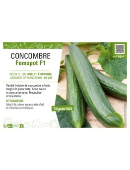 CONCOMBRE FEMSPOT F1