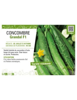 CONCOMBRE GRANDAL F1