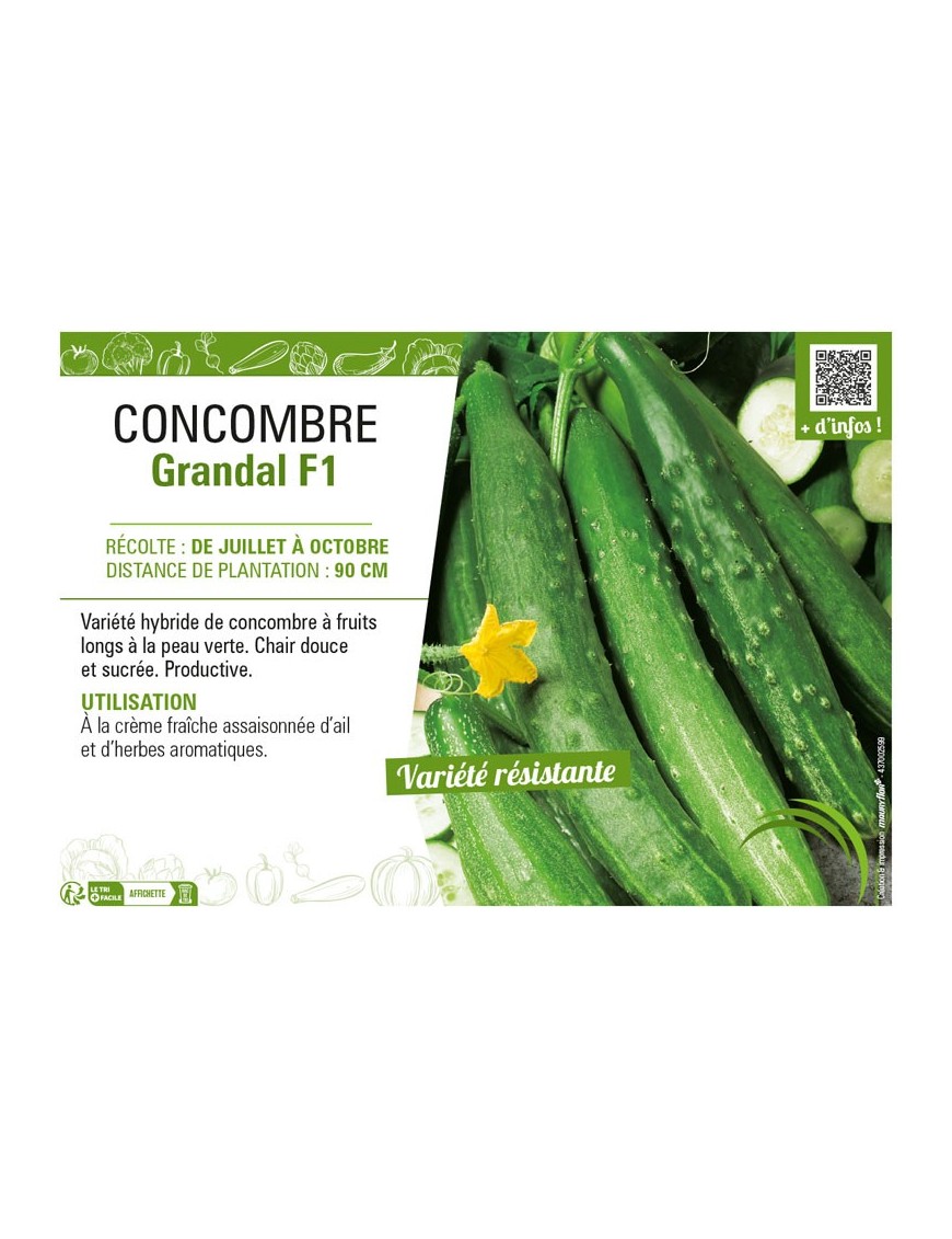 CONCOMBRE GRANDAL F1
