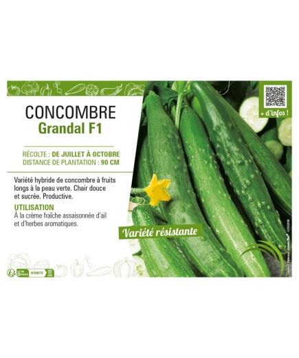 CONCOMBRE GRANDAL F1