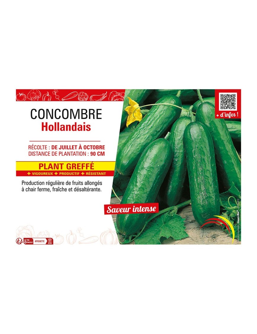 CONCOMBRE HOLLANDAIS Plant greffé