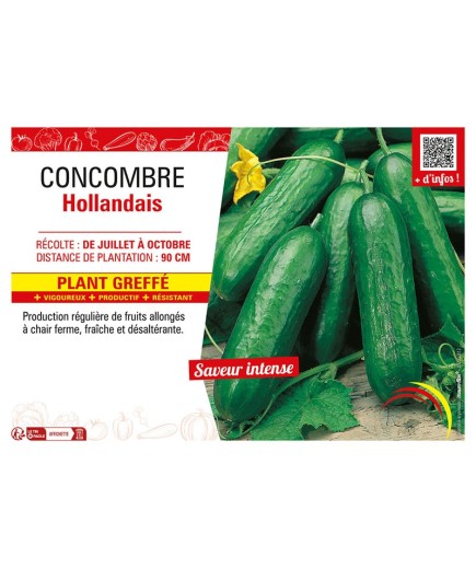CONCOMBRE HOLLANDAIS Plant greffé