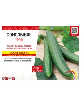 CONCOMBRE LONG Plant greffé