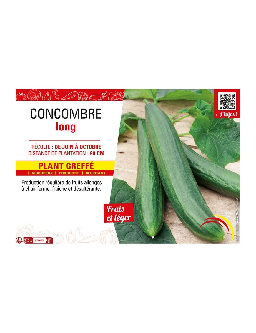 CONCOMBRE LONG Plant greffé