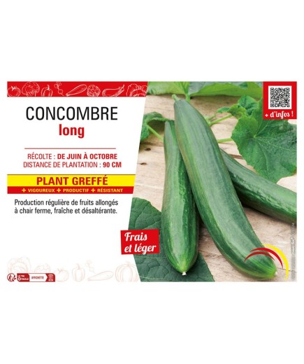 CONCOMBRE LONG Plant greffé