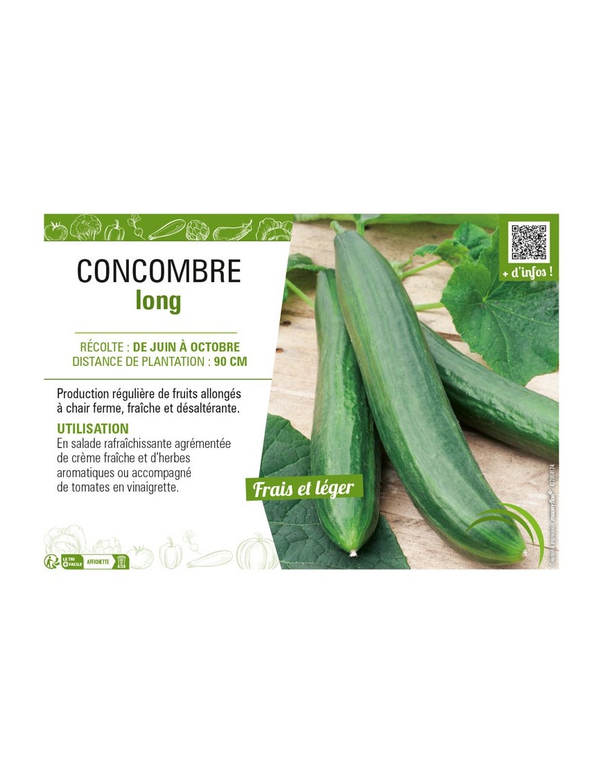 CONCOMBRE LONG