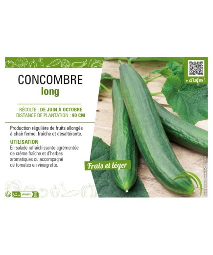 CONCOMBRE LONG
