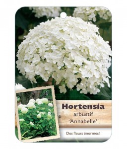 HYDRANGEA ARBORESCENS ‘ANNABELLE’ voir Hortensia arbustif