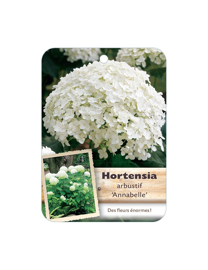 HYDRANGEA ARBORESCENS ‘ANNABELLE’ voir Hortensia arbustif