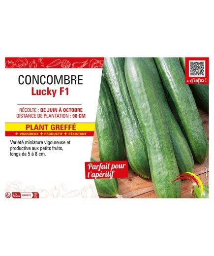 CONCOMBRE LUCKY F1 Plant greffé