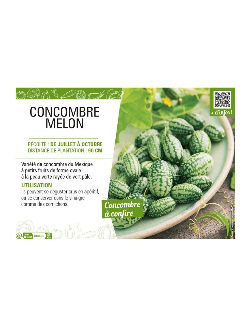 CONCOMBRE MELON