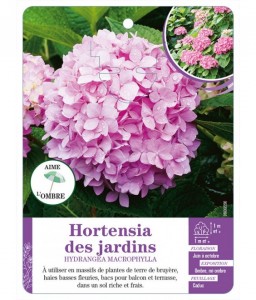 HYDRANGEA MACROPHYLLA voir Hortensia des jardins (rose)