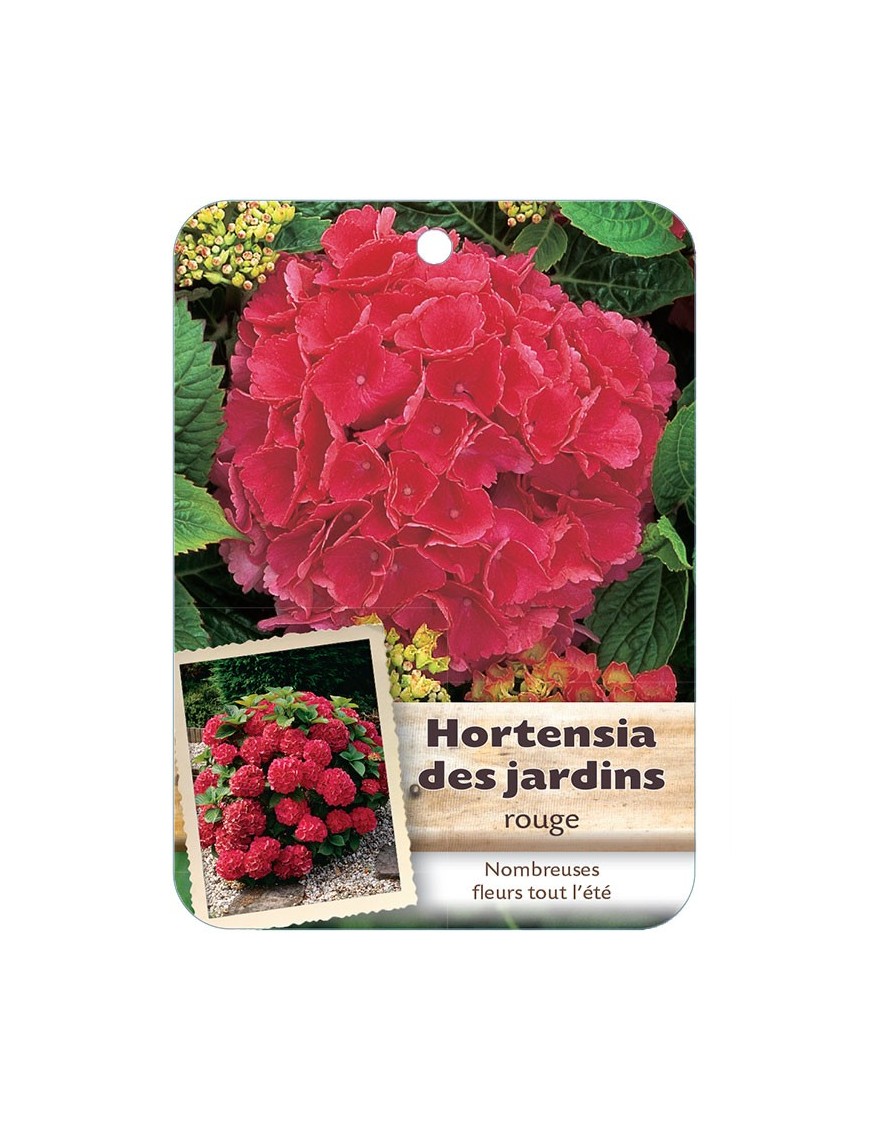 HYDRANGEA MACROPHYLLA voir Hortensia des jardins (rouge)