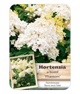 HYDRANGEA paniculata 'Phantom' voir Hortensia