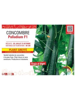 CONCOMBRE PALLADIUM F1 Plant greffé