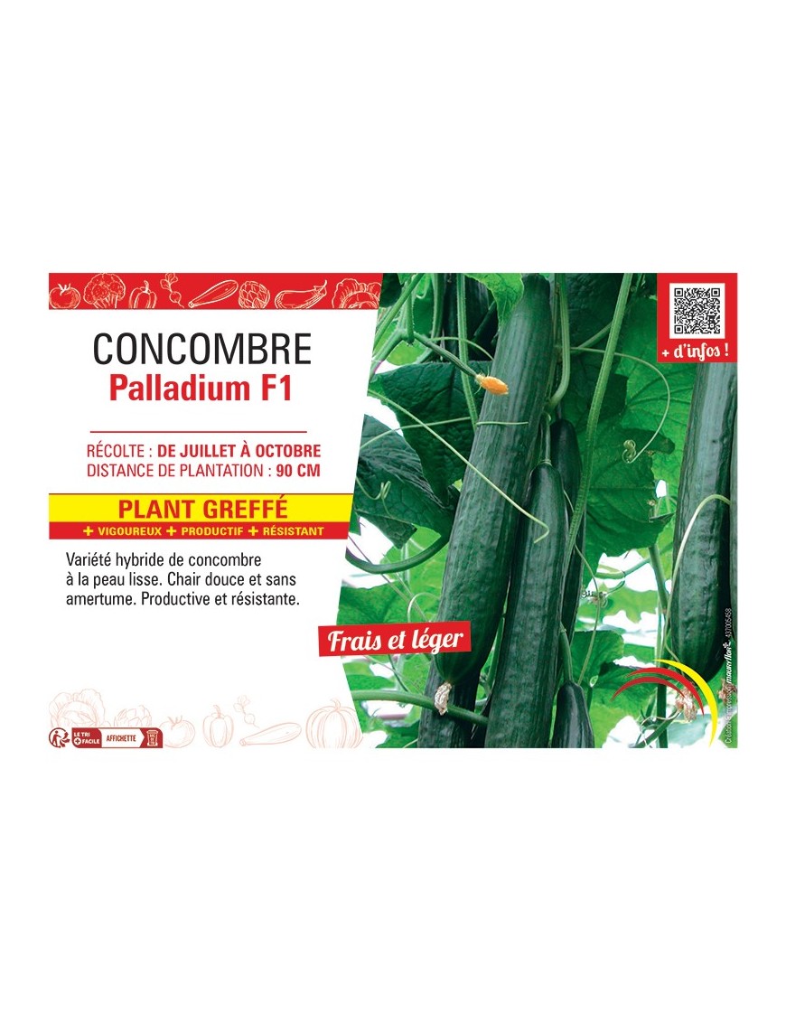 CONCOMBRE PALLADIUM F1 Plant greffé