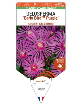 DELOSPERMA Early BirdTM Purple