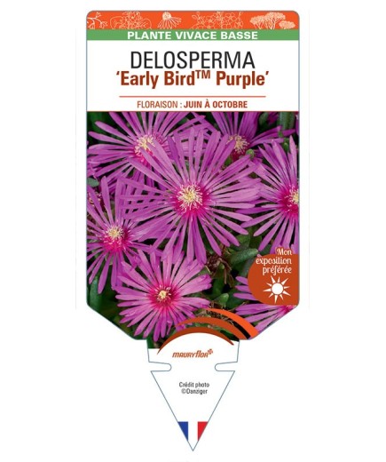 DELOSPERMA Early BirdTM Purple