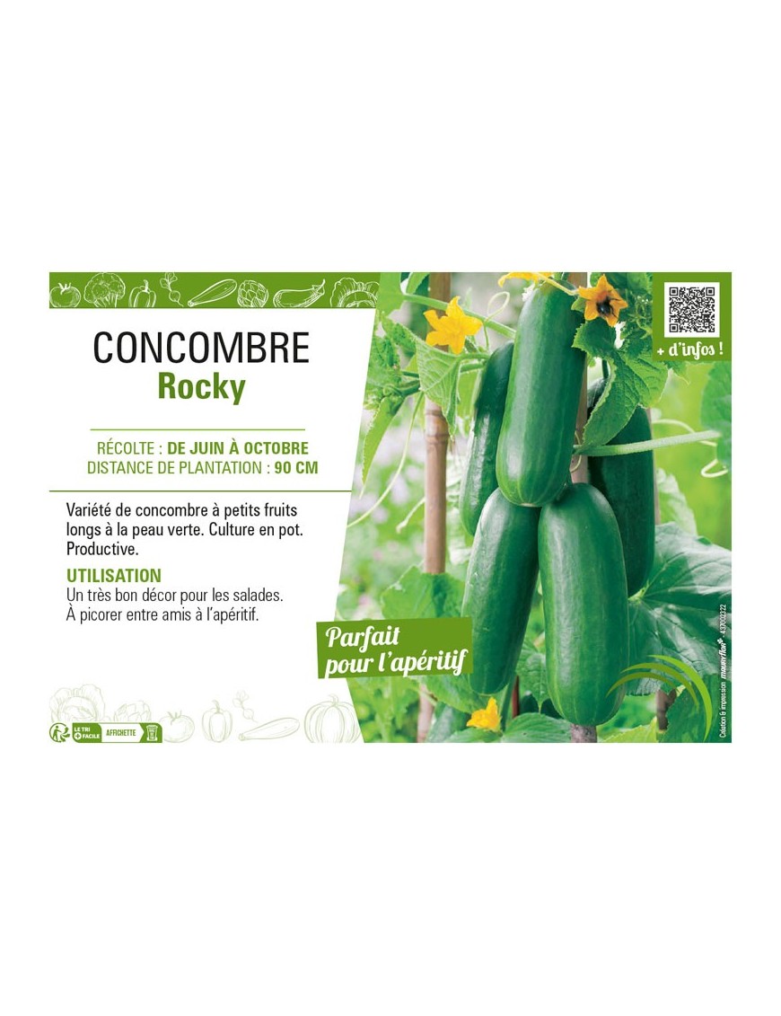 CONCOMBRE ROCKY