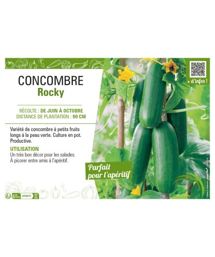 CONCOMBRE ROCKY