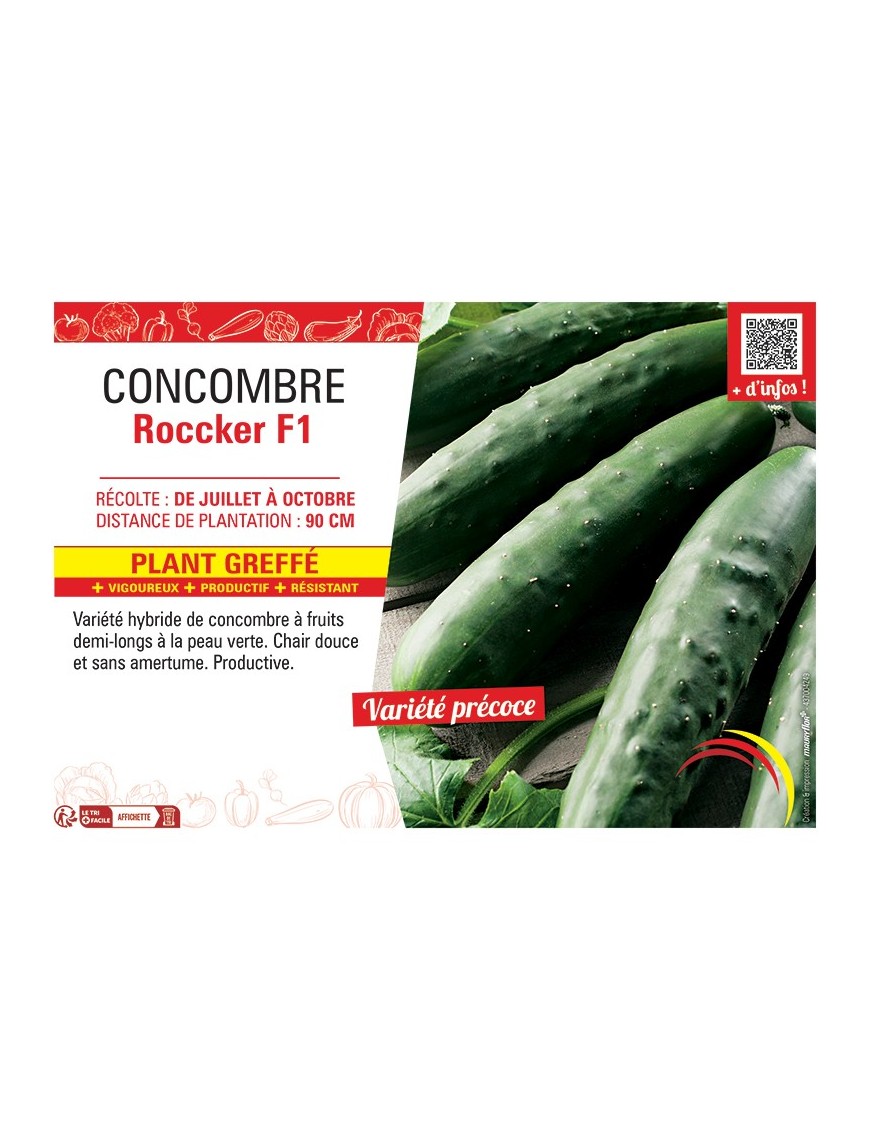 CONCOMBRE ROCCKER F1 Plant greffé