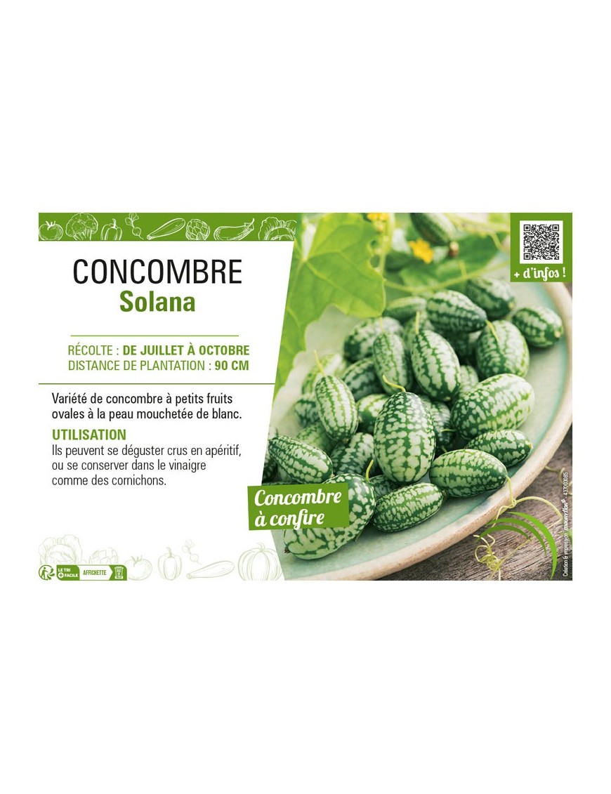 CONCOMBRE SOLANA