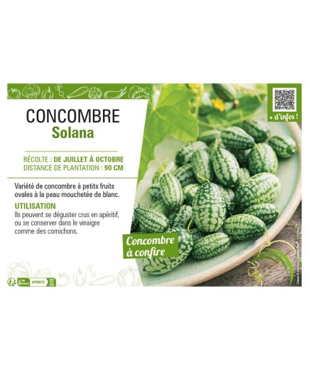 CONCOMBRE SOLANA