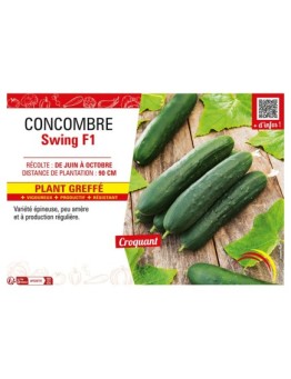CONCOMBRE SWING F1 Plant greffé