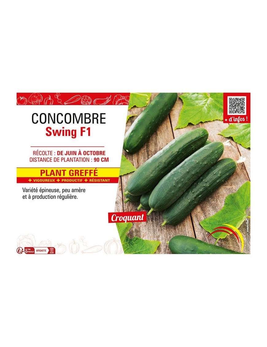 CONCOMBRE SWING F1 Plant greffé