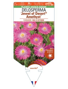 DELOSPERMA Jewel of Desert® Candystone