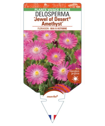 DELOSPERMA Jewel of Desert® Candystone