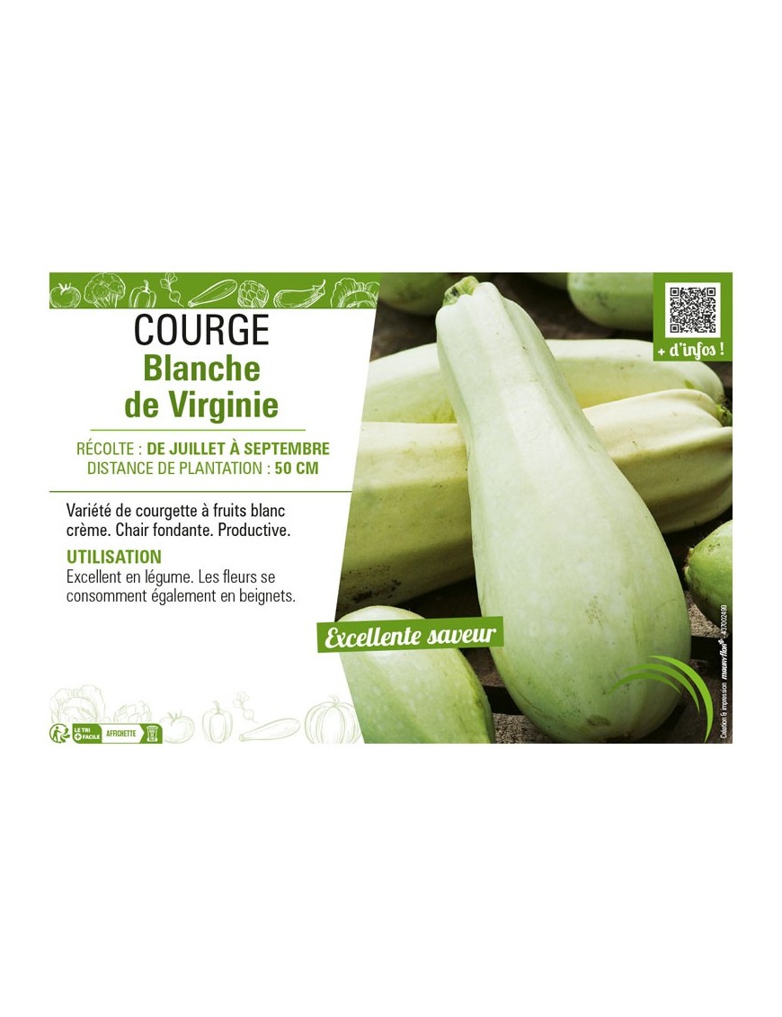 COURGE BLANCHE DE VIRGINIE