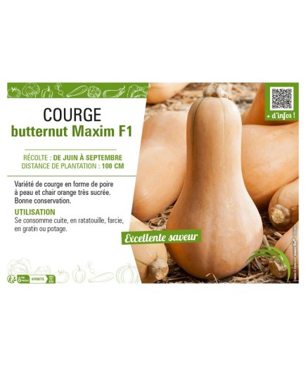 COURGE BUTTERNUT MAXIM F1