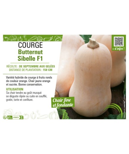 COURGE BUTTERNUT SIBELLE F1