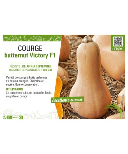 COURGE BUTTERNUT VICTORY F1
