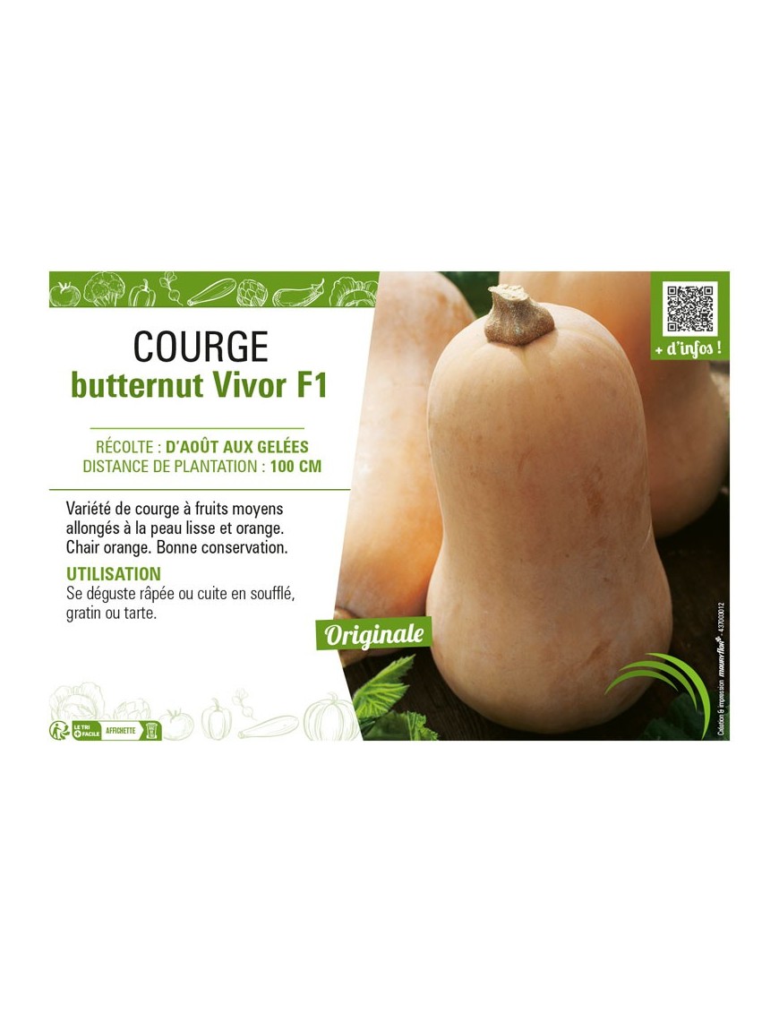 COURGE BUTTERNUT VIVOR F1