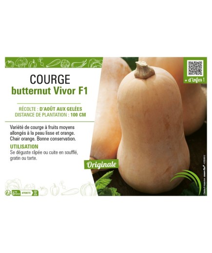 COURGE BUTTERNUT VIVOR F1
