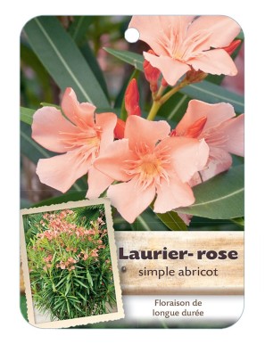 NERIUM OLEANDER (ABRICOT) voir Laurier-rose simple