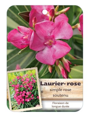 NERIUM OLEANDER (ROSE SOUTENU) voir Laurier-rose simple