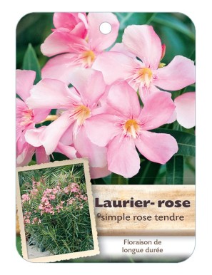 NERIUM OLEANDER (ROSE TENDRE) voir Laurier-rose simple