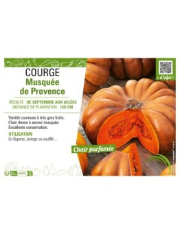 COURGE MUSQUÉE DE PROVENCE