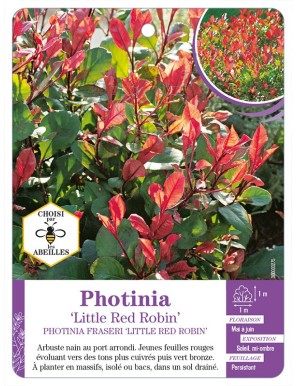PHOTINIA 'LITTLE RED ROBIN'