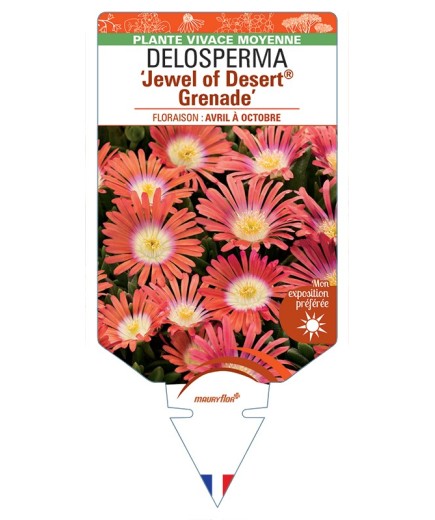 DELOSPERMA Jewel of Desert® Grenade