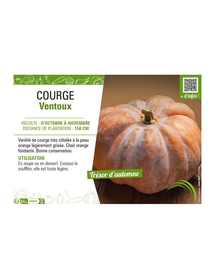 COURGE VENTOUX