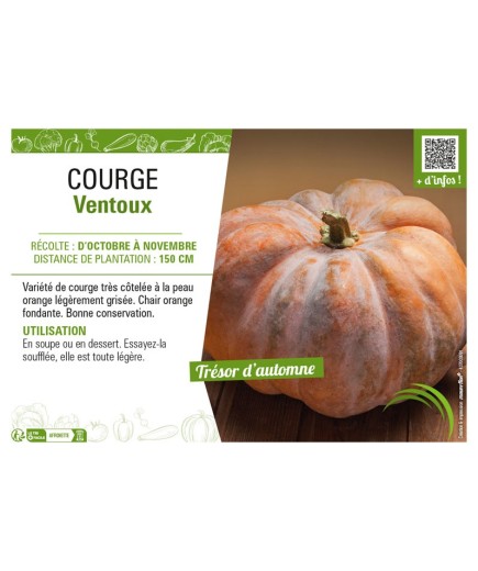 COURGE VENTOUX
