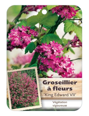 RIBES SANGUINEUM 'KING EDWARD VII' voir Groseillier à fleurs