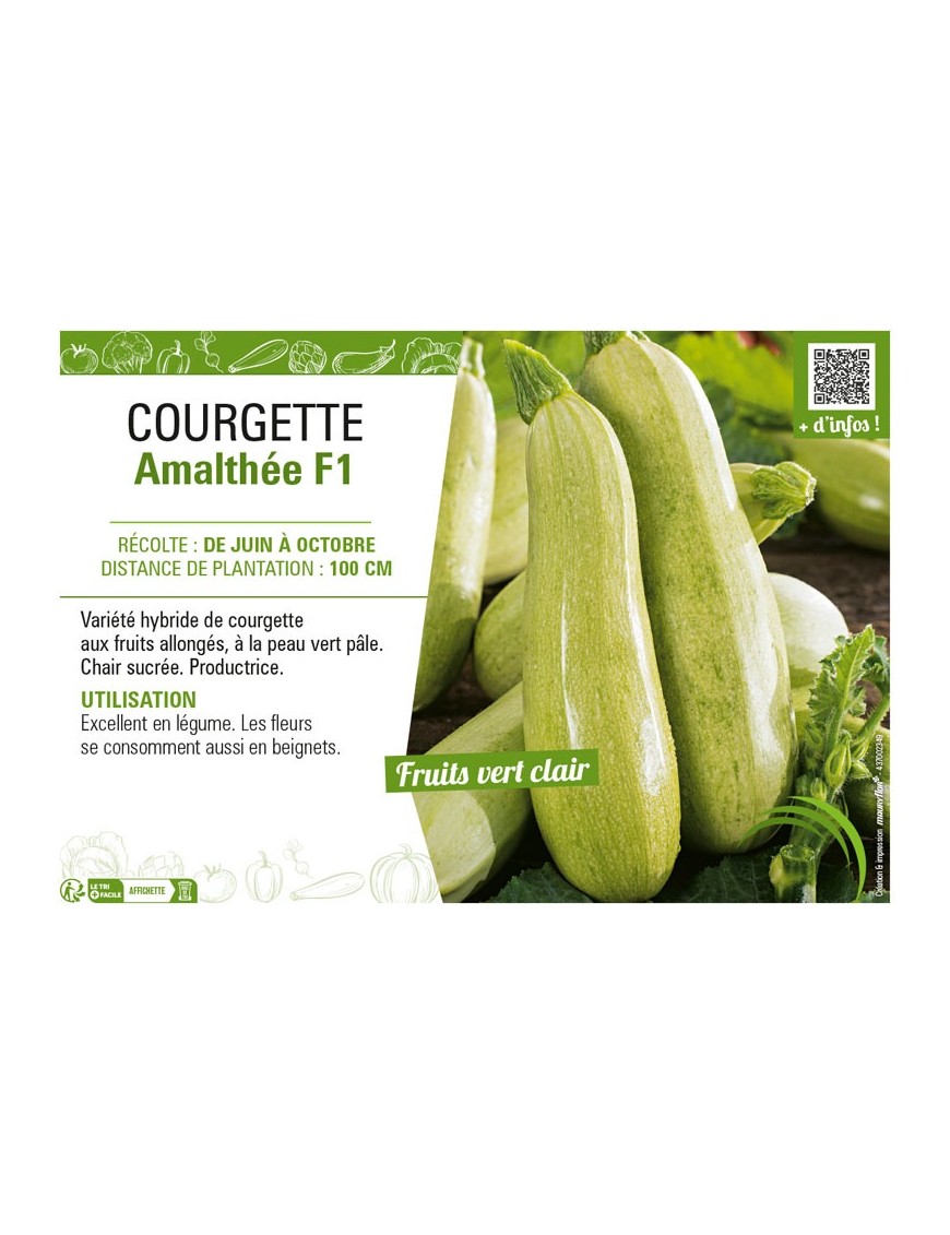COURGETTE AMALTHÉE F1